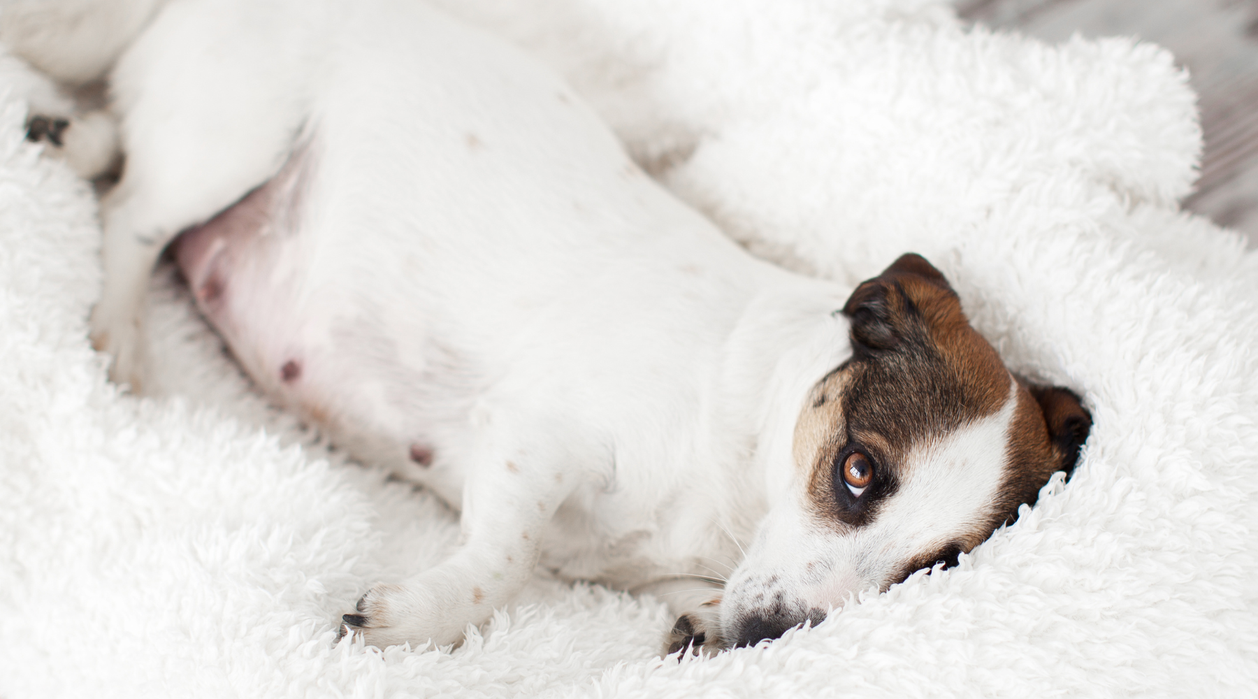 🐶 How Long Are Dogs Pregnant? Everything Pet Parents Should Know
